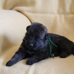 Green Boy - Sable male German Shepherd puppy in Lake George, Colorado from High Country German Shepherds