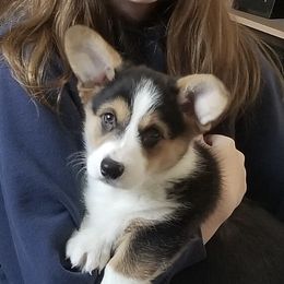 Pembroke Welsh Corgi Puppies from Coyote Creek Corgis