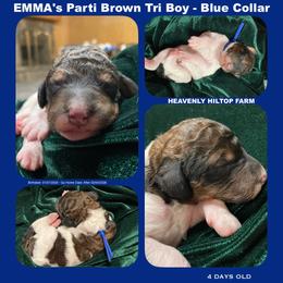 Brown Tri phantom Grizzle - Blue collar boy - Phantom male Poodle puppy in Charlo, Montana from Heavenly Hilltop Farm