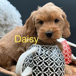 Daisy - Apricot female Double Doodle puppy in Hayden, Alabama from Agape Southern Farms