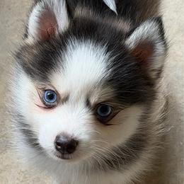 Tippy - Wolf sable male Pomsky puppy in Magnolia, Texas from Solace Shelties and Pomskies