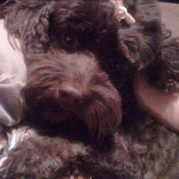 Cockapoo, Maltipoo, Morkie, and Yorkipoo Puppies from Mosaic Merle Doodles