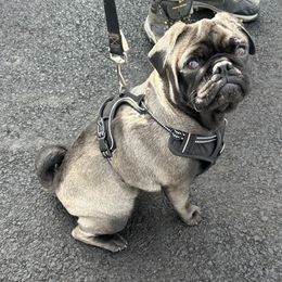 Loki - Pug