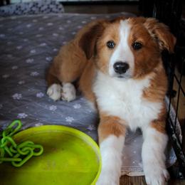 English Shepherd Puppies from Town & Country English Shepherds