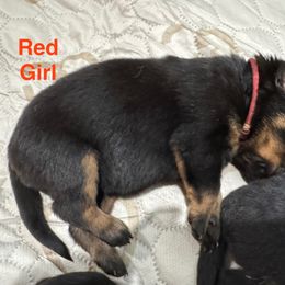 Red - Black and mahogany female Rottweiler puppy in Cheshire, Connecticut from Von Der Hügelspitze