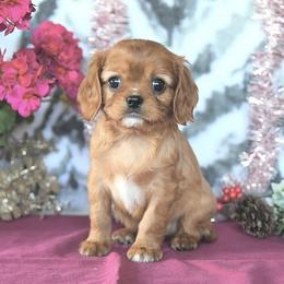 Billie Jo - Ruby female Cavalier King Charles Spaniel puppy in Sacramento, California from Blueberry Hill Cavaliers