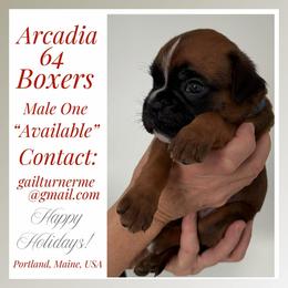 Male 1 - Fawn male Boxer puppy in Portland, Maine from Gail's Boxers