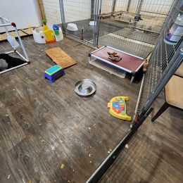 Labrador Retriever Puppies from Seahawk Labradors