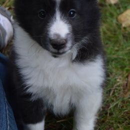 Shetland Sheepdog Puppies from Sunny Shelties