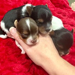 Monk - Chocolate tan and white male Biewer Terrier puppy in Winston Salem, North Carolina from LaythStone