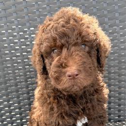 Iris - Chocolate female Goldendoodle puppy in Joilet, Montana from L&Z Goldendoodles