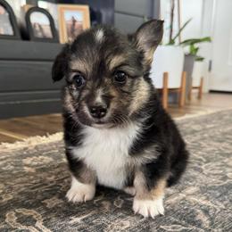 Zinny - Black and tan male Pembroke Welsh Corgi puppy in Red Bluff, California from Circle T Livestock & K9 Co.