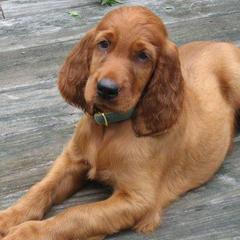 Irish Setters from Karlyn Kennels