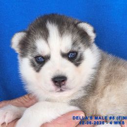 DELLA'S MALE 5 - Gray and white male Siberian Husky puppy in Manilla, Iowa from Bruck's Siberian Huskies