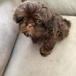 Evie - Chocolate and tan female Shih Tzu puppy in Connersville, Indiana from Royal Blossom Shihtzus