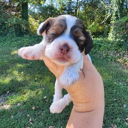 AKC Clue - Brown white and tan male Cocker Spaniel puppy in New Market, Tennessee from Down in the Holler