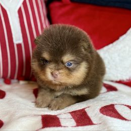Jill - Chocolate and tan female Pomeranian puppy in Kilgore, Texas from 5 Star Poms