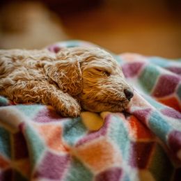Poodle Puppies from Wild Orchid Poodles
