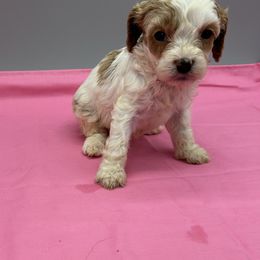 Tara - Cream female Cavapoo puppy in Burke, New York from Patti’s Puppies