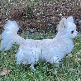 Lestat - Chihuahua