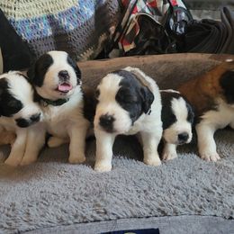 Saint Bernard Puppies from Middle Georgia Saints
