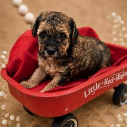 Tito - Sable male Goldendoodle puppy in Willacoochee, Georgia from Kitandkboodle's Doodles