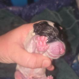 Tri color male 2 - White black and tan male Smooth Fox Terrier puppy in Lake City, Florida from Providence Kennels