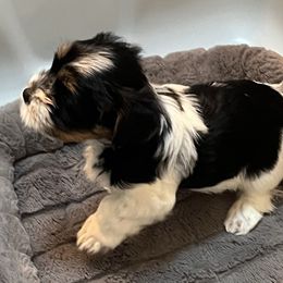 Biewer Terrier Puppies from Caramore Farm