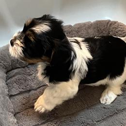 Biewer Terrier Puppies from Caramore Farm