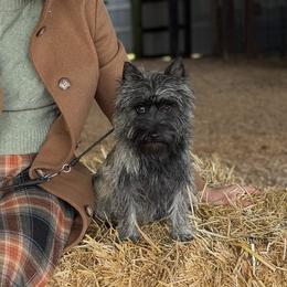 Kaida - Cairn Terrier