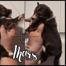 Mars - Sable and white male Shetland Sheepdog puppy in Lebanon, Tennessee from Henotic Homestead's Shetland Sheepdogs