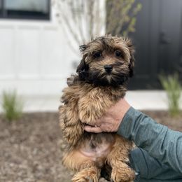Havanese and Havapoo Puppies from Ladypawspuppies