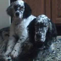 English Setters from Diane Bauer-Pisani's English Setters