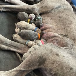 Great Dane Puppies from Great Danes (Merle, Blue, Fawn)