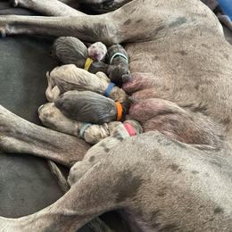 Great Dane Puppies from Great Danes (Merle, Blue, Fawn)