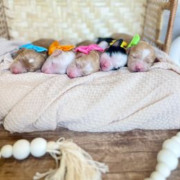 Bernedoodle and Goldendoodle Puppies from Hello Doodle Ranch
