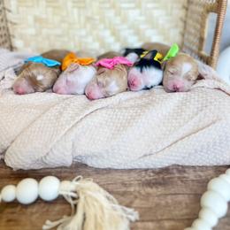 Bernedoodle and Goldendoodle Puppies from Hello Doodle Ranch