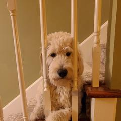 Goldendoodle Puppies from Pearl's Puppies LLC