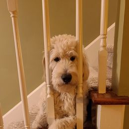 Goldendoodle Puppies from Pearl's Puppies LLC