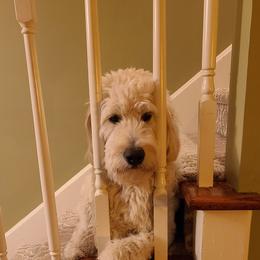 Goldendoodle Puppies from Pearl's Puppies LLC