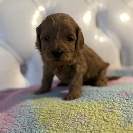 Jingles - Apricot female Cavapoo puppy in Gainesville, Florida from Alyssa Xxweetdoodles
