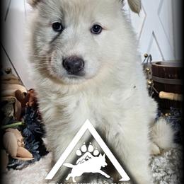 Christa - White female German Shepherd puppy in Sequim, Washington from German Shepherd Haus
