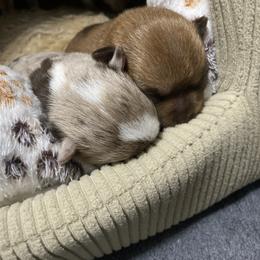 Chihuahua Puppies from raven russell