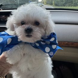 Maltipoo Puppies from Teddys Teddy Bears