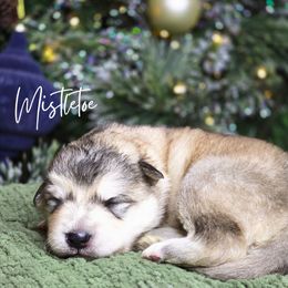Mistletoe - Sable and white female Alaskan Malamute puppy in Brookwood, Alabama from Sunset Malamutes