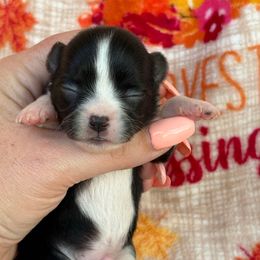 Sylvester - Black and white male Chihuahua puppy in Beckemeyer, Illinois from Guardian’s of the Chihuahuas