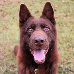 Kaiser - German Shepherd