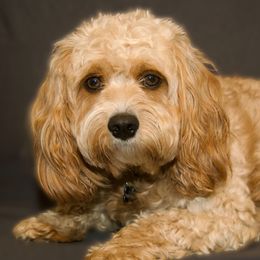 Chase - Cavachon