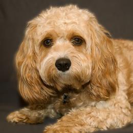 Chase - Cavachon