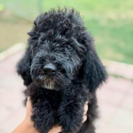 Charlie - Black male Goldendoodle puppy in Twin Falls, Idaho from Burrow & Bone